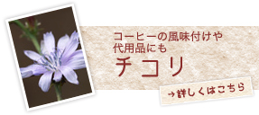 コーヒーの風味付けや代用品にもチコリ